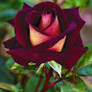 Meet your Posher, Tamika